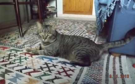 Gato_para_adopcin