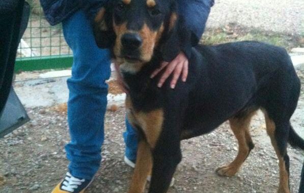 Foto_perro_en_adopcin