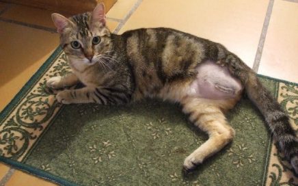 Gato_para_adoptar_n