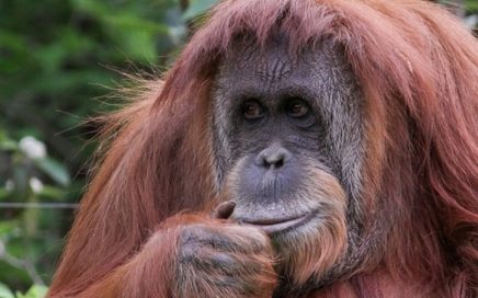 orangutana-Sandra-2